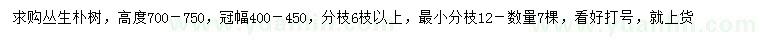 求購高700-750公分叢生樸樹