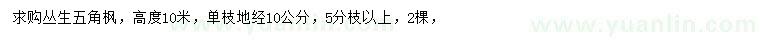 求購高10米叢生五角楓
