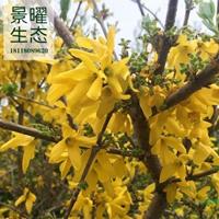 連翹的產(chǎn)地在哪里/哪里便宜/江蘇景曜生態(tài)基地直銷批發(fā)價格圖片