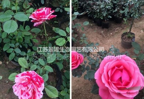江蘇景曜生態(tài)苗木基地/供應(yīng)大花月季/圖片/產(chǎn)地直銷/批發(fā)價(jià)格