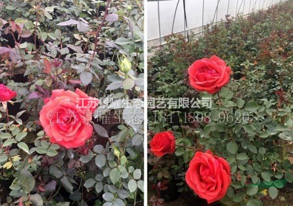 江蘇景曜生態(tài)苗木基地/供應(yīng)大花月季/圖片/產(chǎn)地直銷/批發(fā)價(jià)格