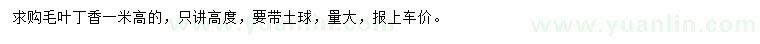 求購高1米毛葉丁香