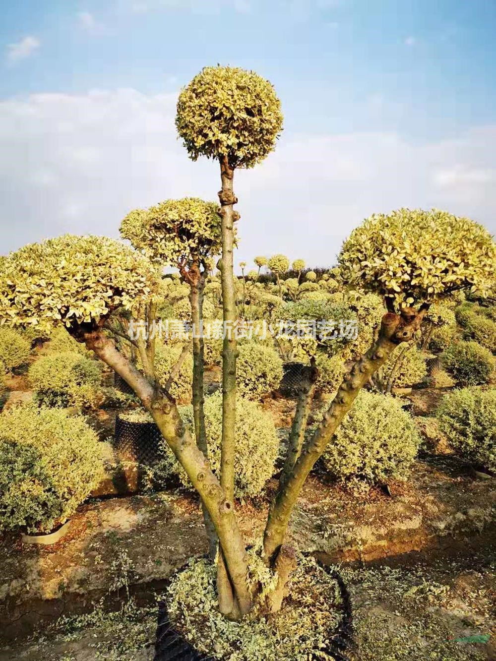 大小規(guī)格金姬小蠟樹(shù)樁造型大量出售基地