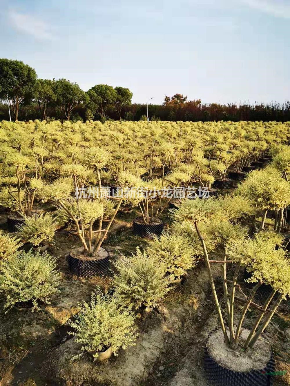 浙江蕭山金姬小蠟樹(shù)樁造型圖片/浙江蕭山金姬小蠟樹(shù)樁造型報(bào)價(jià)