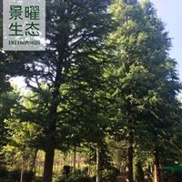 江蘇景曜生態(tài)基地供應落羽杉/墨西哥落羽杉/產(chǎn)地直銷/批發(fā)價格