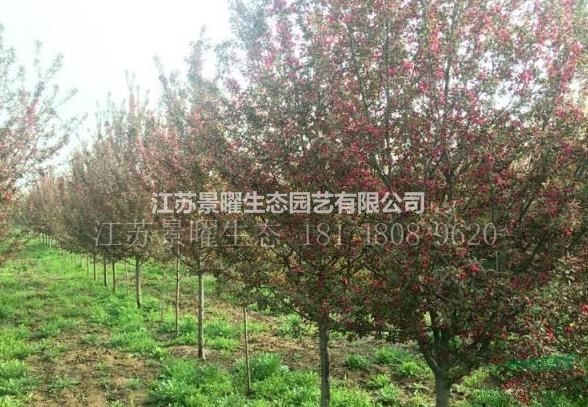江蘇景曜生態(tài)苗木基地/供應(yīng)北美海棠/圖片/產(chǎn)地直銷/批發(fā)價(jià)格