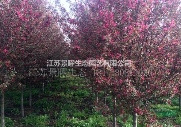 江蘇景曜生態(tài)苗木基地/供應(yīng)北美海棠/圖片/產(chǎn)地直銷/批發(fā)價(jià)格