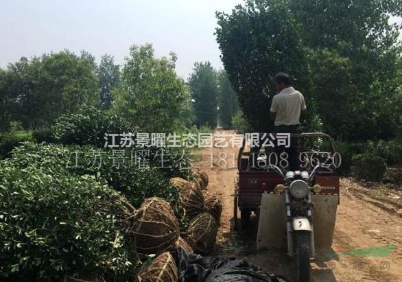 江蘇景曜生態(tài)苗木基地/供應(yīng)大葉黃楊柱圖片/產(chǎn)地直銷(xiāo)/批發(fā)價(jià)格