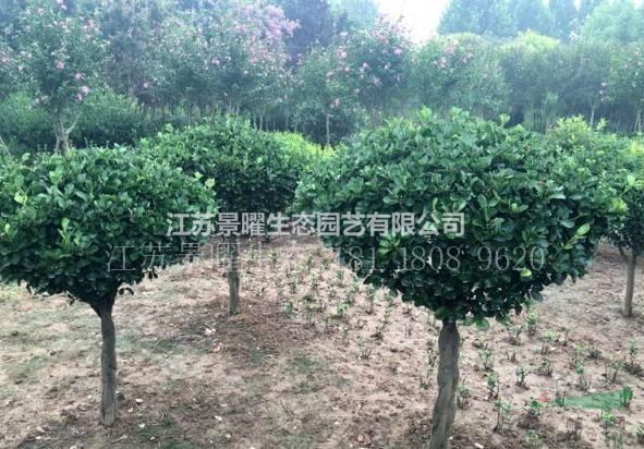 江蘇景曜生態(tài)產(chǎn)地/供應/獨桿冬青球/批發(fā)價格/圖片/基地直銷