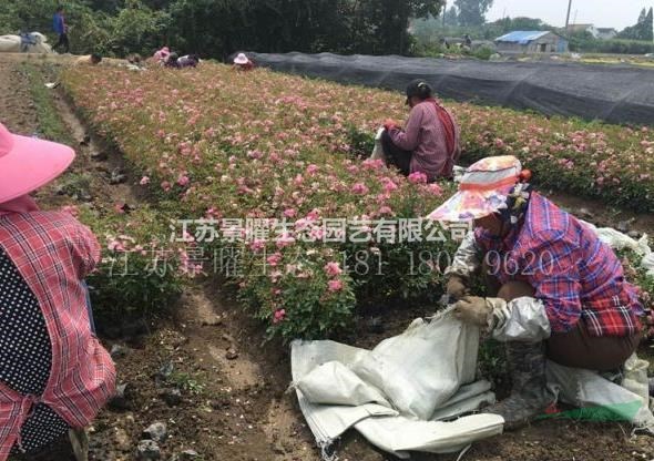 江蘇景曜生態(tài)苗木基地/供應(yīng)/豐花月季圖片/產(chǎn)地直銷/批發(fā)價格