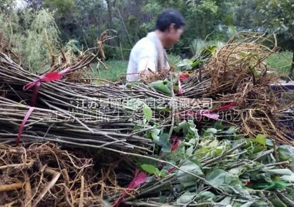 江蘇景曜生態(tài)苗木基地/供應(yīng)/構(gòu)樹/圖片/產(chǎn)地直銷/批發(fā)價(jià)格