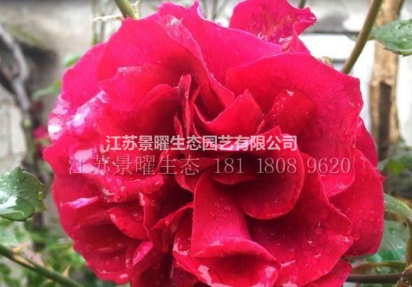 月季花產(chǎn)地在哪里/哪里便宜/江蘇景曜生態(tài)基地直銷批發(fā)價格圖片