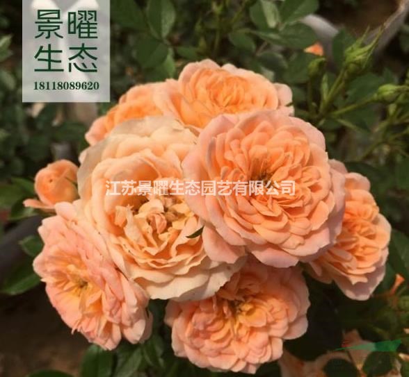 月季花產(chǎn)地在哪里/哪里便宜/江蘇景曜生態(tài)基地直銷批發(fā)價格圖片