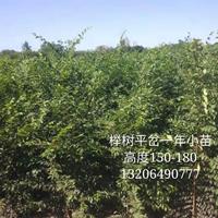 2019年山東櫸樹小苗 青島櫸樹小苗 高1.5-1.8米櫸樹小苗新報(bào)價(jià)