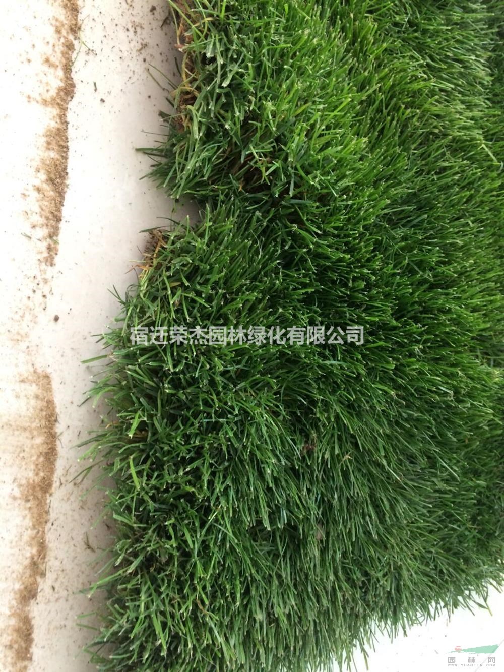 果嶺草 江蘇果嶺草 草坪 四季青草皮 草坪 四季青草皮報(bào)價