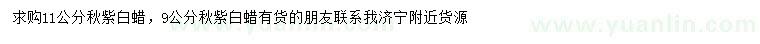 求購(gòu)9、11公分秋紫白蠟