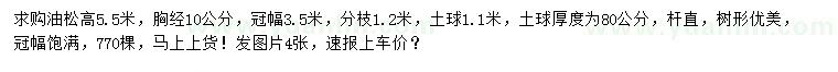 求購高5.5米油松