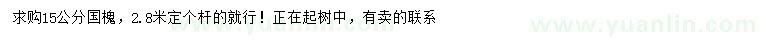 求購15公分國槐