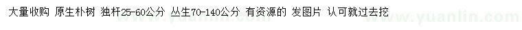求購25-60、71-140公分原生樸樹