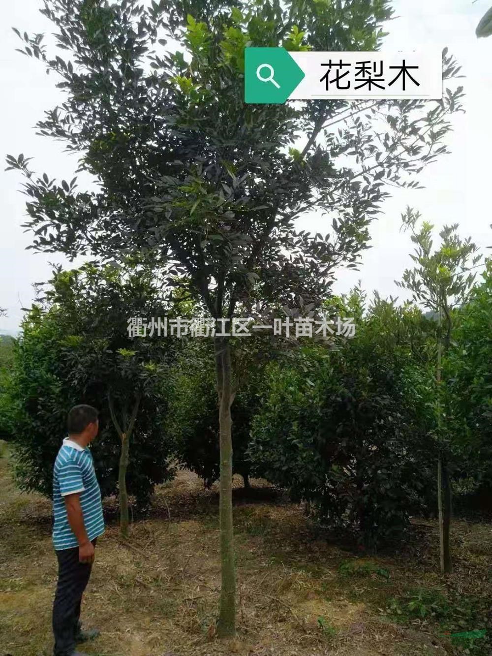 優(yōu)質(zhì)特價(jià)花梨木 浙江花梨木農(nóng)戶產(chǎn)地直銷 浙江紅豆樹