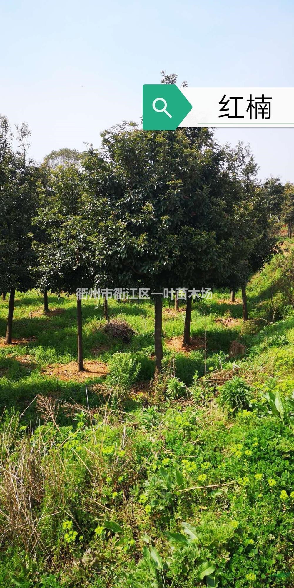 紅楠行情報價/紅楠圖片展示