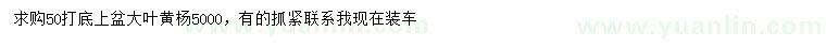 求購(gòu)50公分打底大葉黃楊