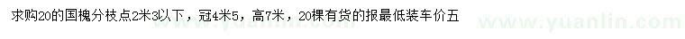 求購20公分國槐