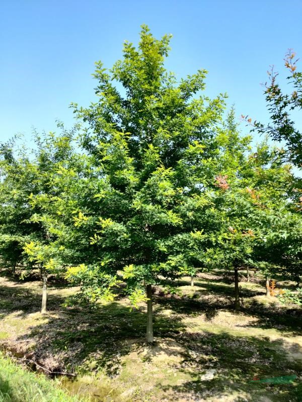 浙江长兴娜塔栎价格、娜塔栎图片、10-15公分精品娜塔栎