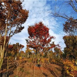 供應(yīng)櫸樹熟貨、成都大型櫸樹基地直銷 、控根器櫸樹