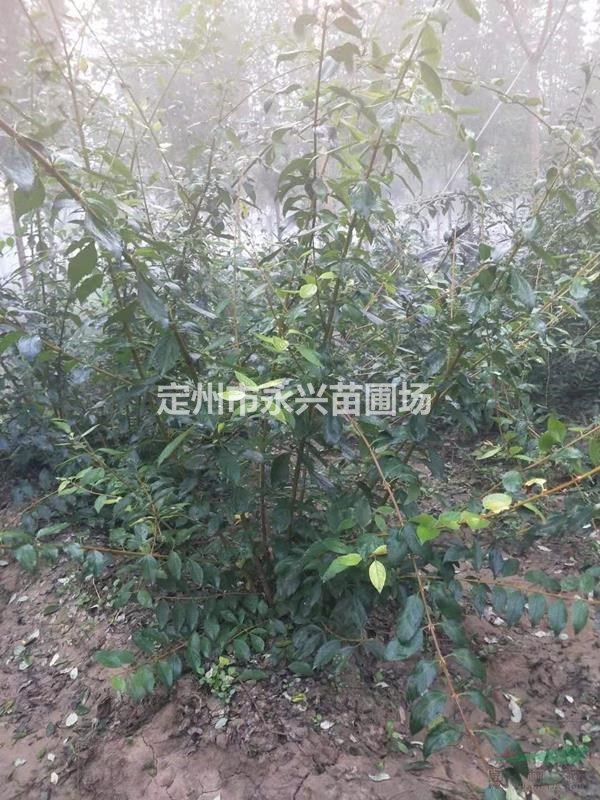 定州连翘报价，连翘厂家直销