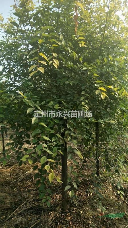 定州连翘报价，连翘厂家直销