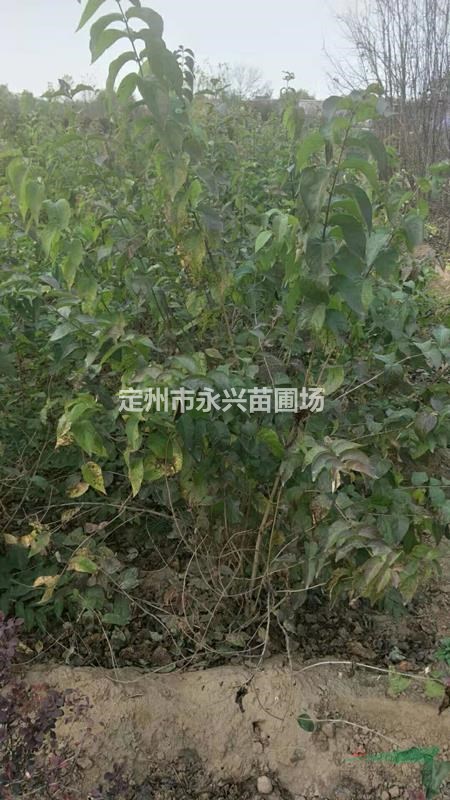 定州连翘报价，连翘厂家直销