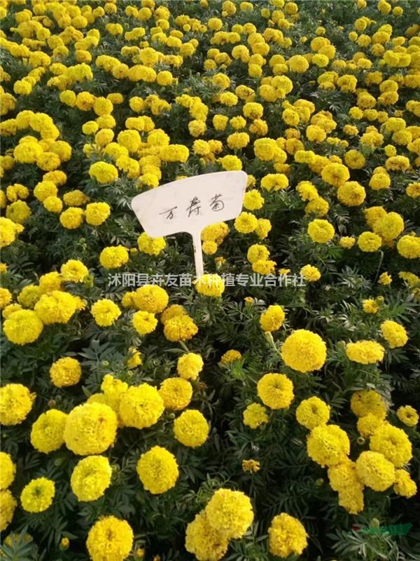 萬壽菊 花期長 多色花萬壽菊小苗 園林綠化花卉專供