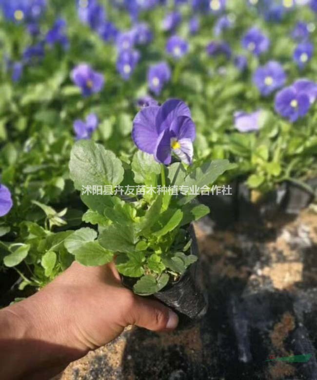三色堇 優(yōu)質(zhì)地被宿根花卉 花壇 花境 陽臺擺放花卉苗