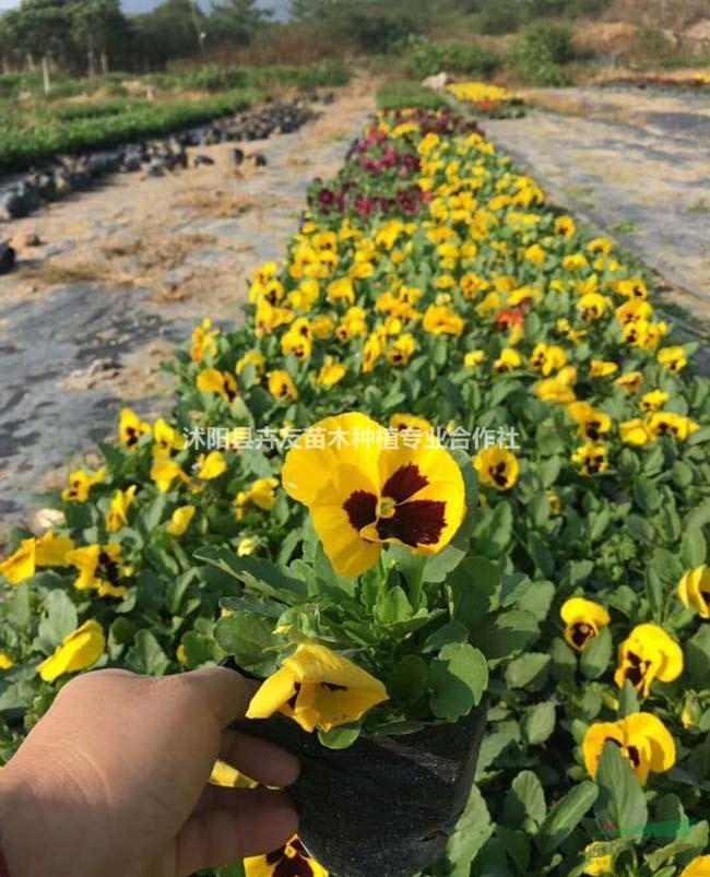 三色堇 優(yōu)質(zhì)地被宿根花卉 花壇 花境 陽臺擺放花卉苗