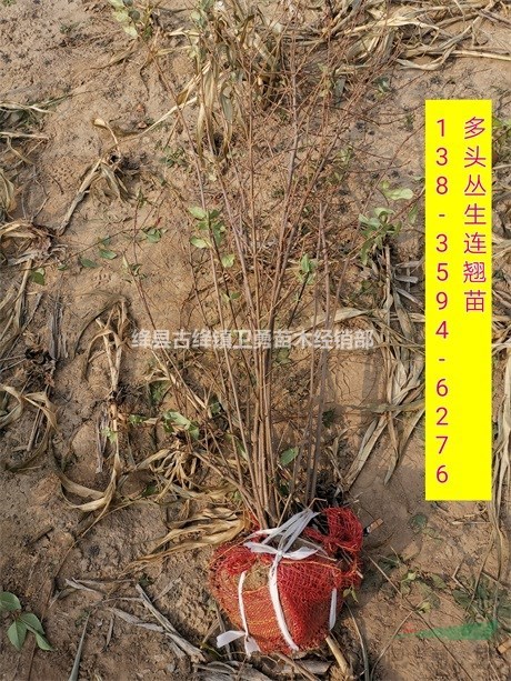 连翘苗种植经济效益-山西绛县连翘苗