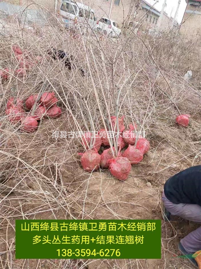 山西连翘苗产地+连翘苗价格行情+1年连翘苗+粗度0.3公分