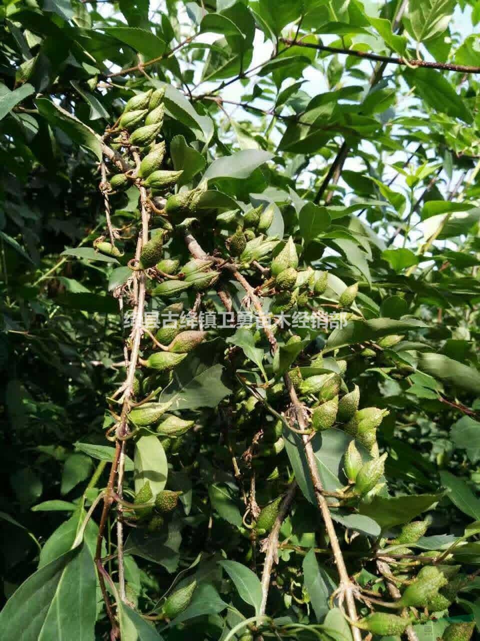 1年连翘小苗价格 山西连翘苗种植基地直销 移栽成活率好