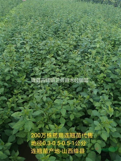 连翘苗批发//在哪里购买连翘苗+种植几年连翘苗结果早