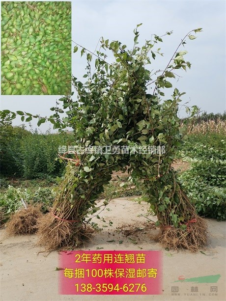 连翘苗批发//在哪里购买连翘苗+种植几年连翘苗结果早