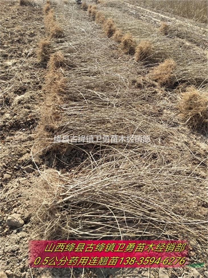 连翘苗批发//在哪里购买连翘苗+种植几年连翘苗结果早