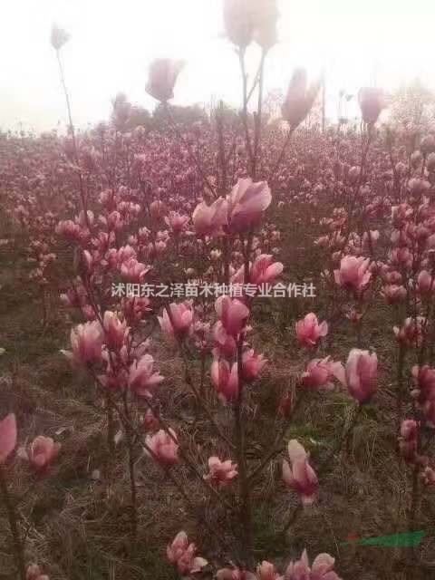 江蘇玉蘭