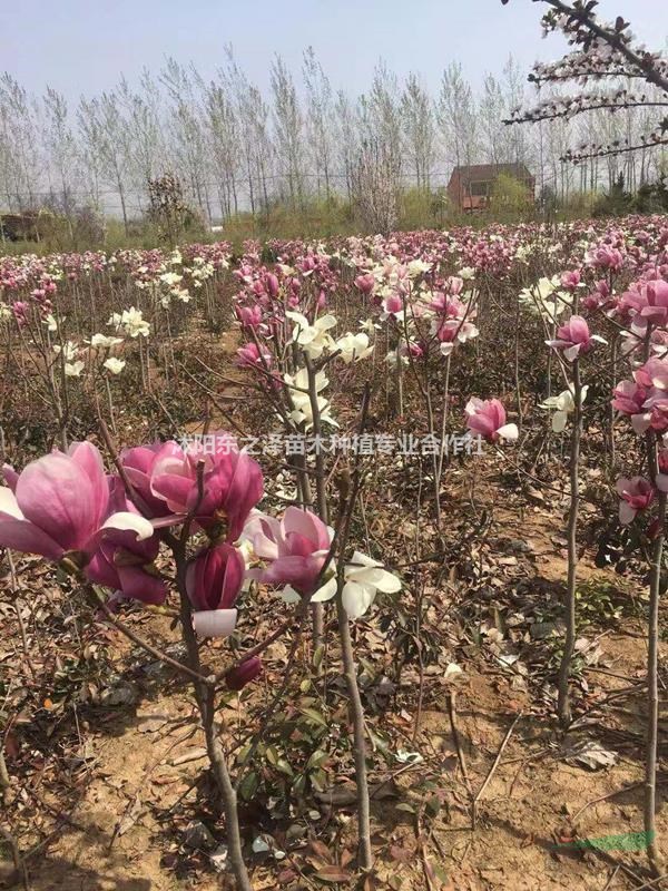 江蘇玉蘭