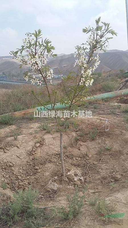 目前1年文冠果苗價格目前1年文冠果苗多少錢一棵？