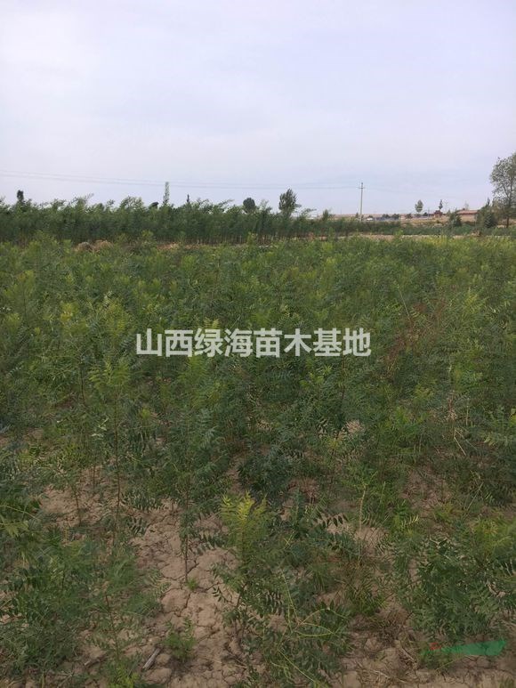 目前1年文冠果苗價格目前1年文冠果苗多少錢一棵？