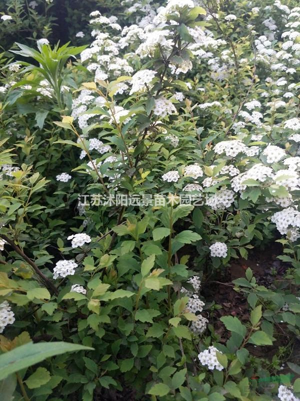 苗圃直銷(xiāo)1-5年生噴雪花，郁李