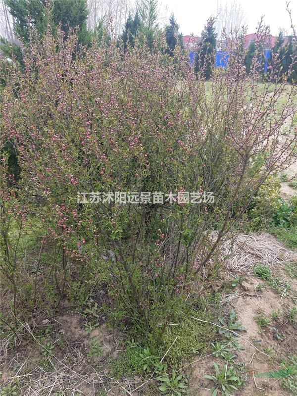 苗圃直銷(xiāo)1-5年生噴雪花，郁李