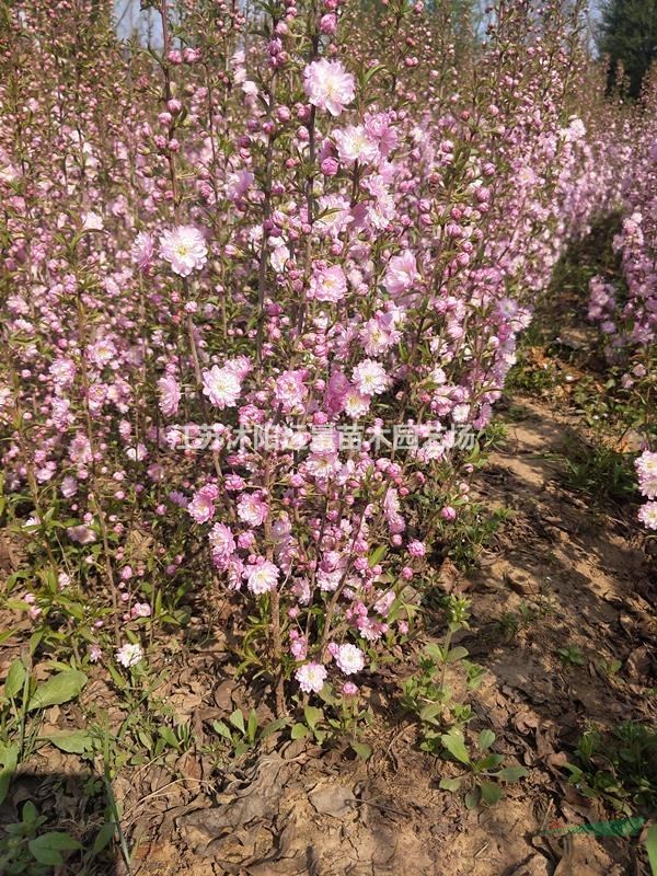 苗圃直銷(xiāo)1-5年生噴雪花，郁李