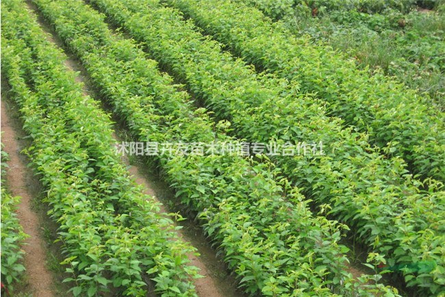 栗子樹小苗 板栗苗圃 板栗樹苗基地 板栗樹苗價(jià)格