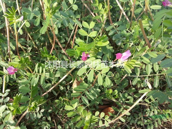 紫花苜蓿種子價(jià)格